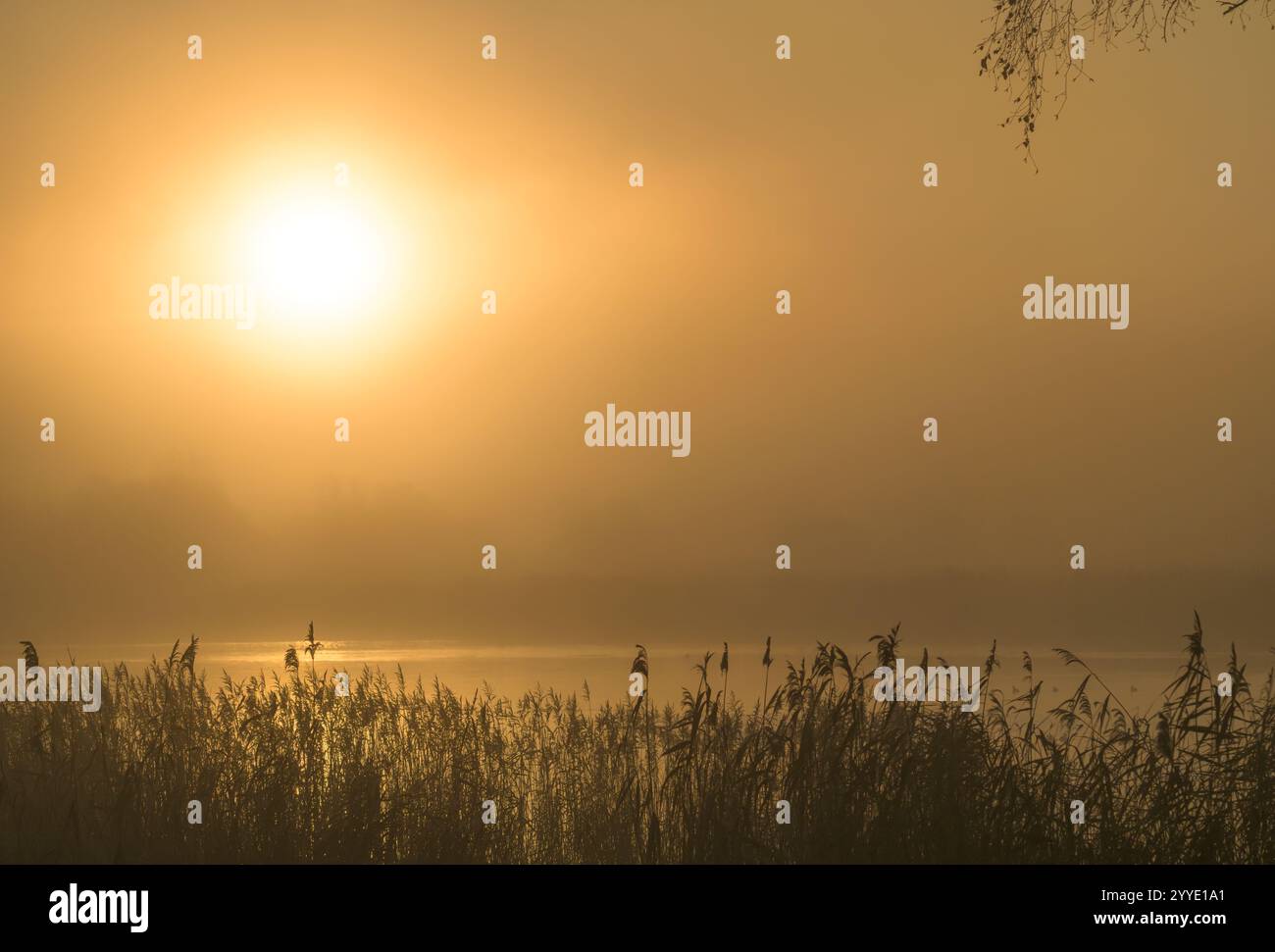 Sun rising through the mist on the Somerset Levels near Meare, UK early morning with reed beds in the foreground Stock Photo