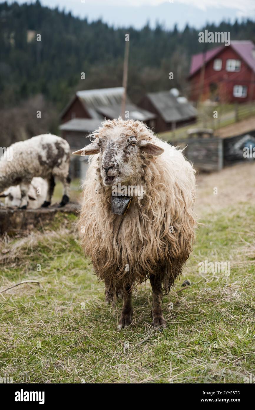 Brown sheep bleating hi-res stock photography and images - Alamy