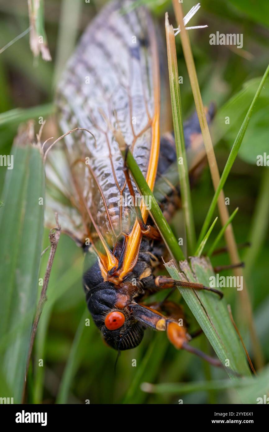 A red-eyed Brood X cicada clings to a blade of grass as it completes its transformation. Stock Photo