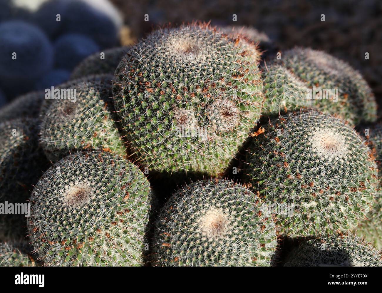 Cactus, Mammillaria varieaculeata, Cactaceae. Central Mexico. The native range of this species is Mexico (Puebla). It is a succulent subshrub. Stock Photo