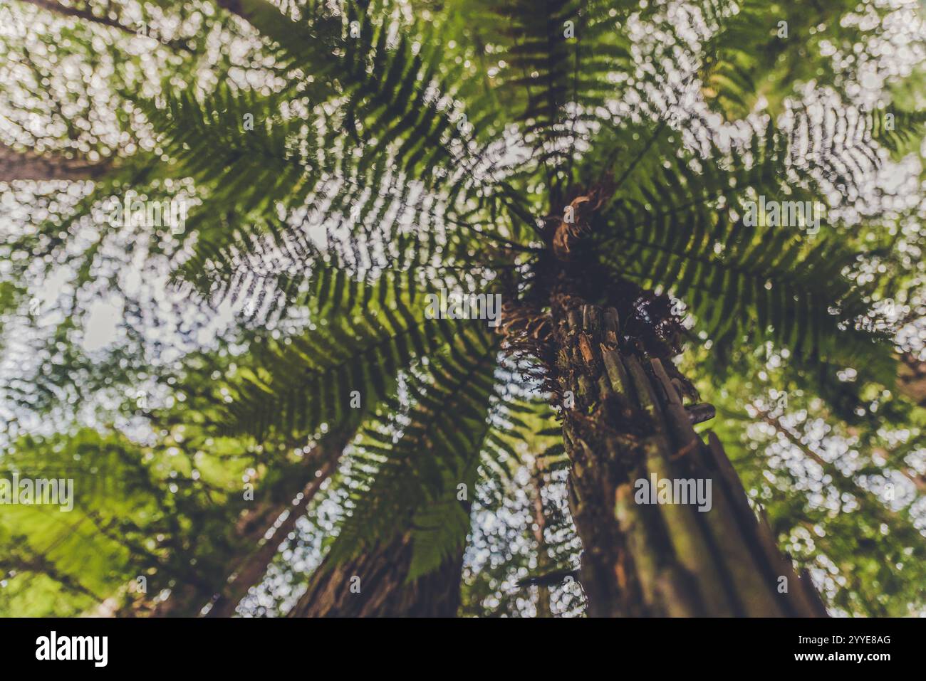 Tall snowy trees behind hi-res stock photography and images - Alamy