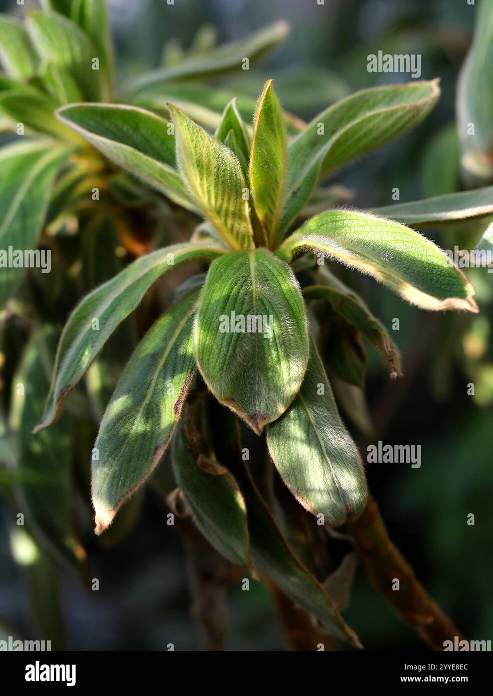 Tree Daisy, Cylindrocline lorencei, Asteraceae. Mauritius, Indian Ocean ...