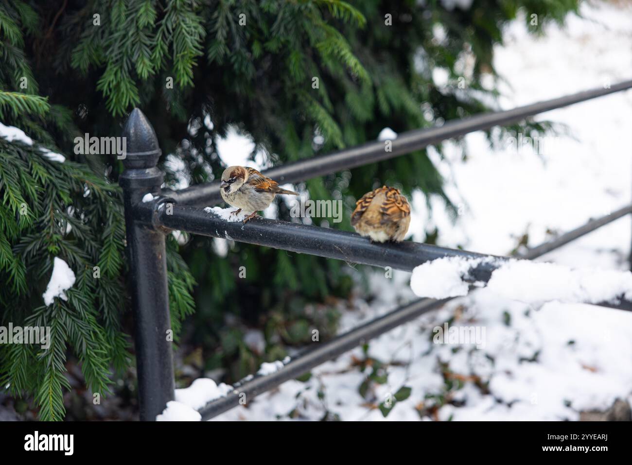 Snow blanketed New York, NY on December 21, 2024, which also marked the