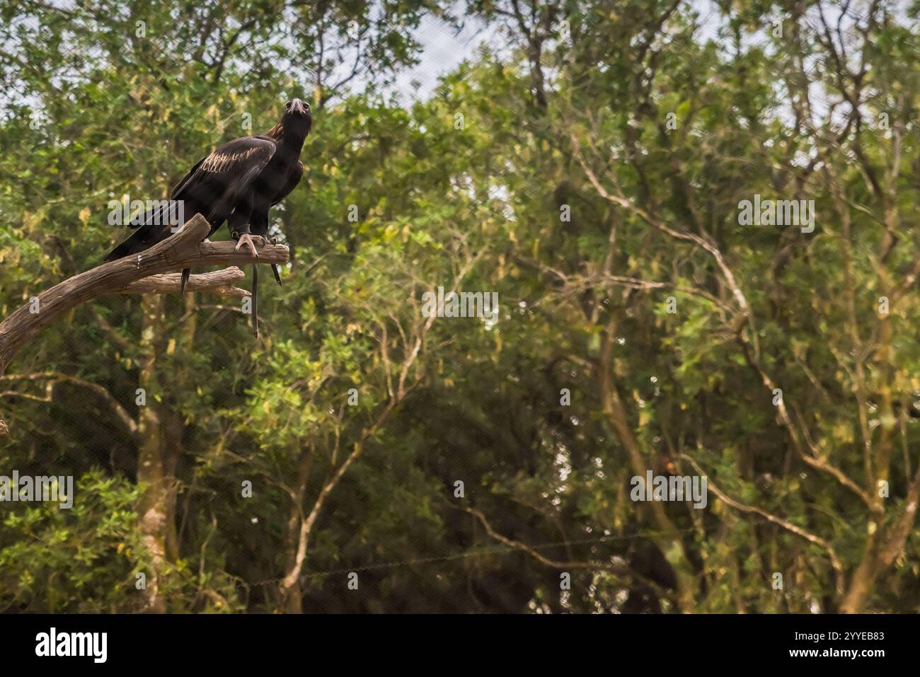 Endangered animals collage hi-res stock photography and images - Alamy