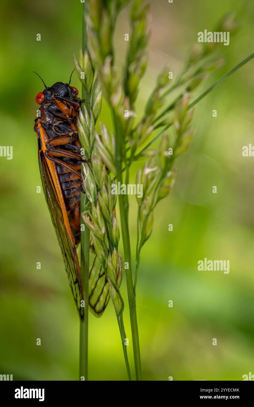 A red-eyed Brood X cicada clings to a blade of grass as it completes its transformation. Stock Photo