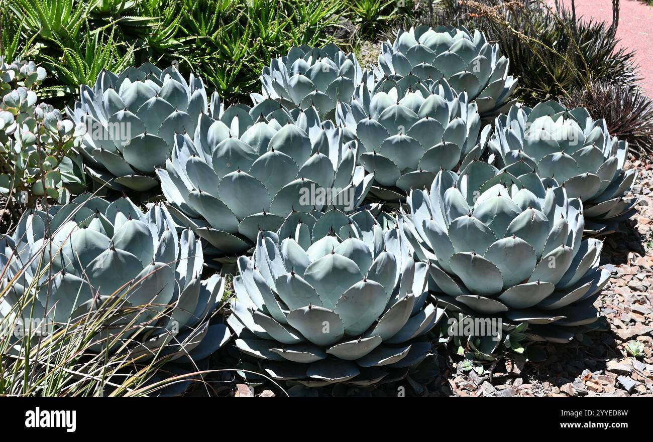 Artichoke Agave cactus - Agave parryi var truncata - blue grey succulent Stock Photo