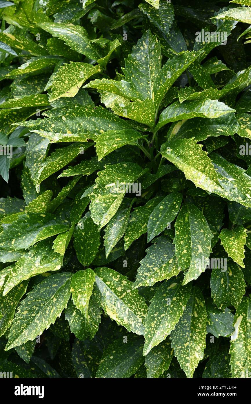 Spotted laurel leaves -  Japanese laurel - Japanese aucuba - gold dust plant - Aucuba japonica - green leaves with gold flecks Stock Photo