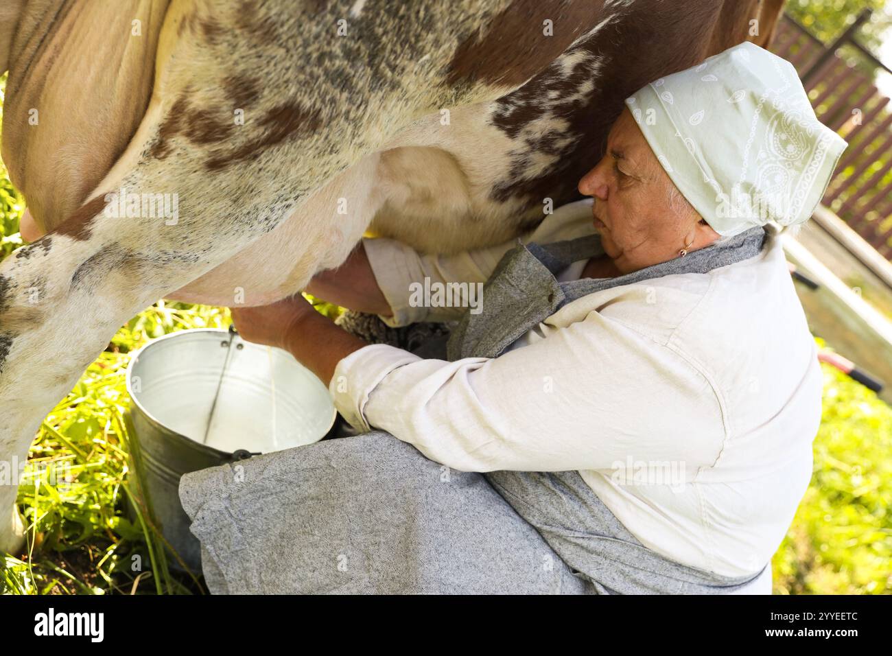 Senior woman milking cow in backyard. Farm animal Stock Photo - Alamy