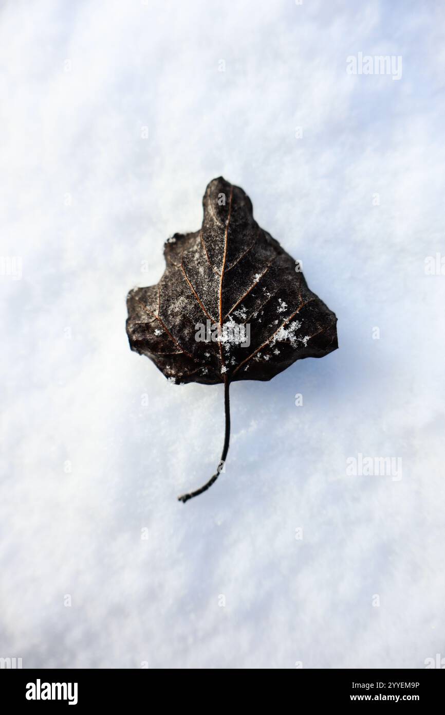 dry dead leaf laying on the white snow Stock Photo