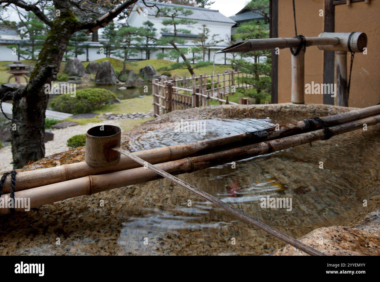 Water drips gently from a bamboo spout into a 'tsukubai' (stone basin) as a garden element feature in a Japanese contemplation garden in Hikone, Japan Stock Photo