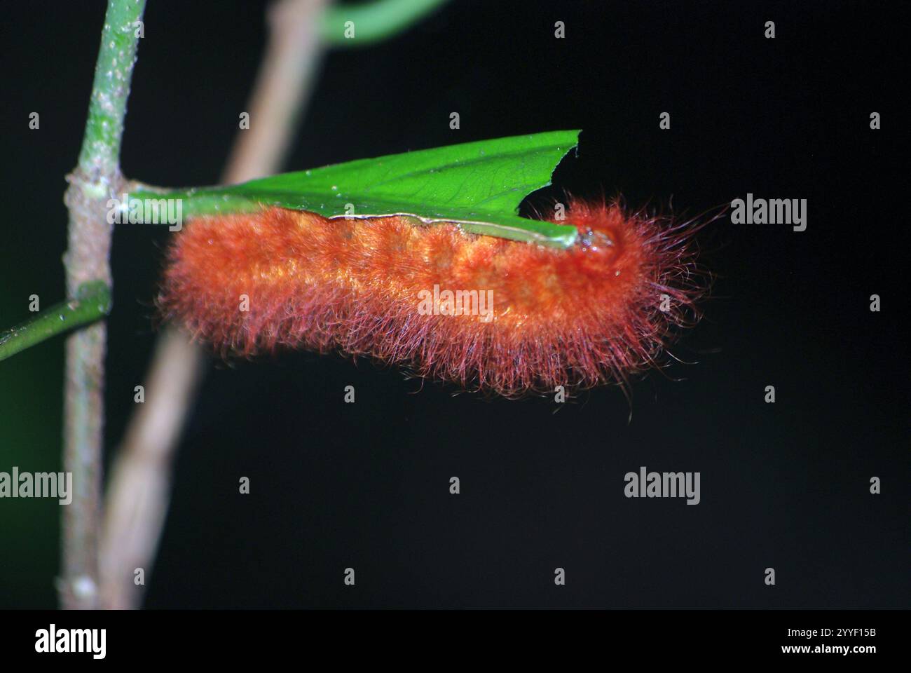 Hairy moth caterpillar hi-res stock photography and images - Alamy