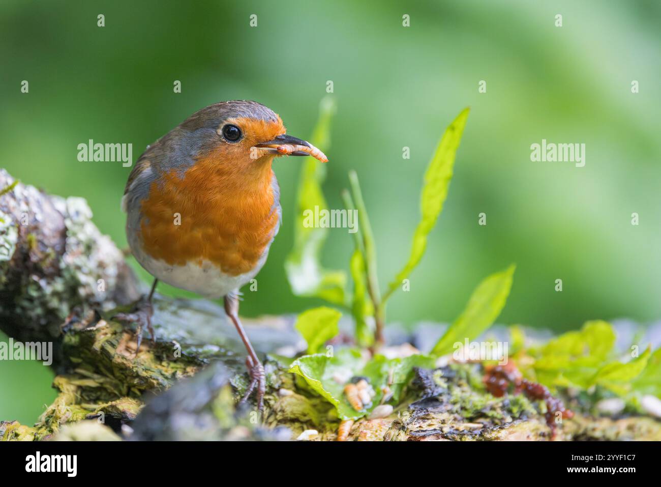 European Robin [ Erithacus rubecula ] on rotten stump with a mealworm ...