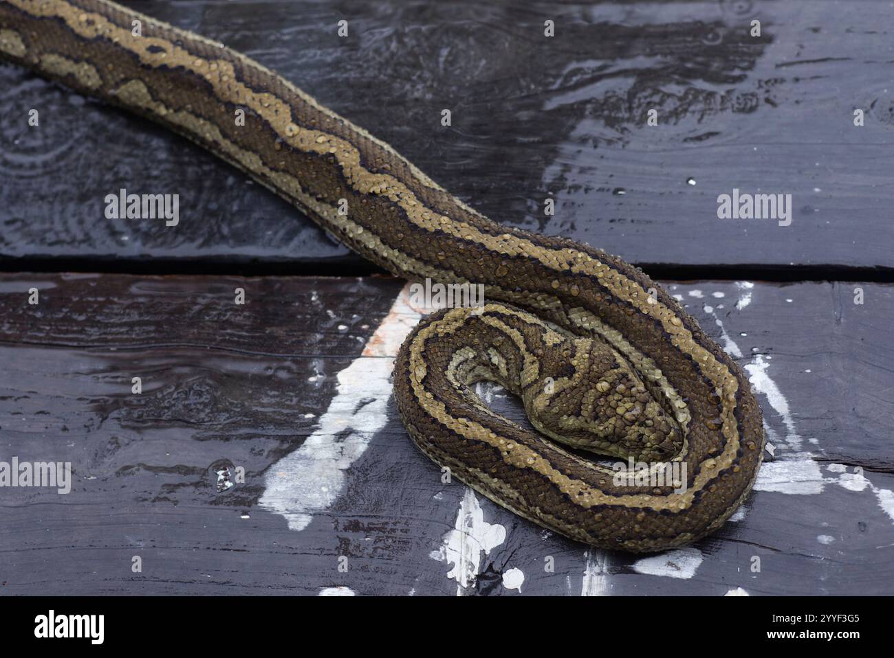 Adult Coastal Carpet Python is seen coiled up on a wooden surface during a rain shower at Gin Gin, Queensland, Australia. Stock Photo