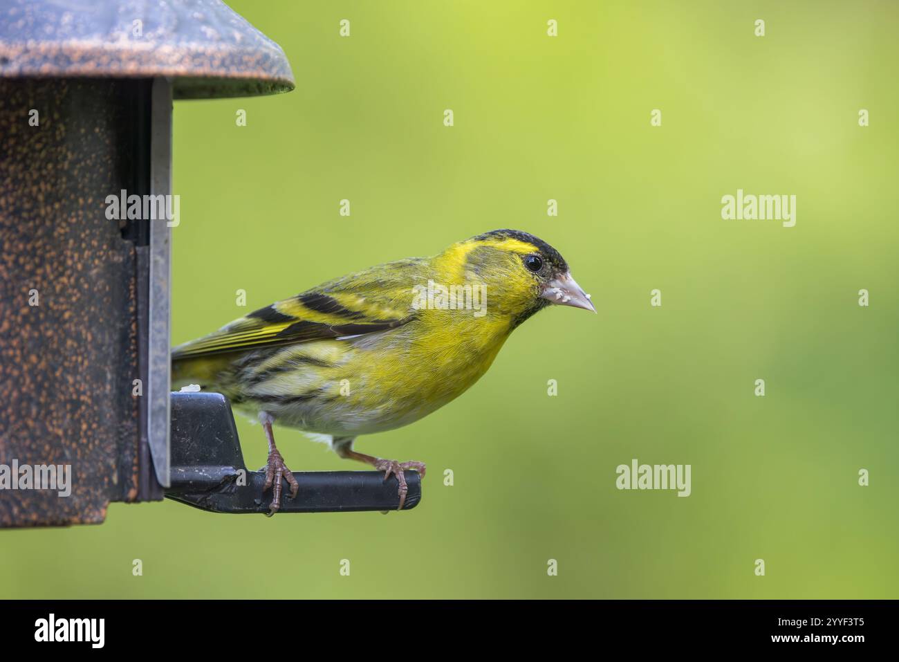 Eurasian Siskin [ Spinus spinus ] male bird on garden seed feeder Stock ...