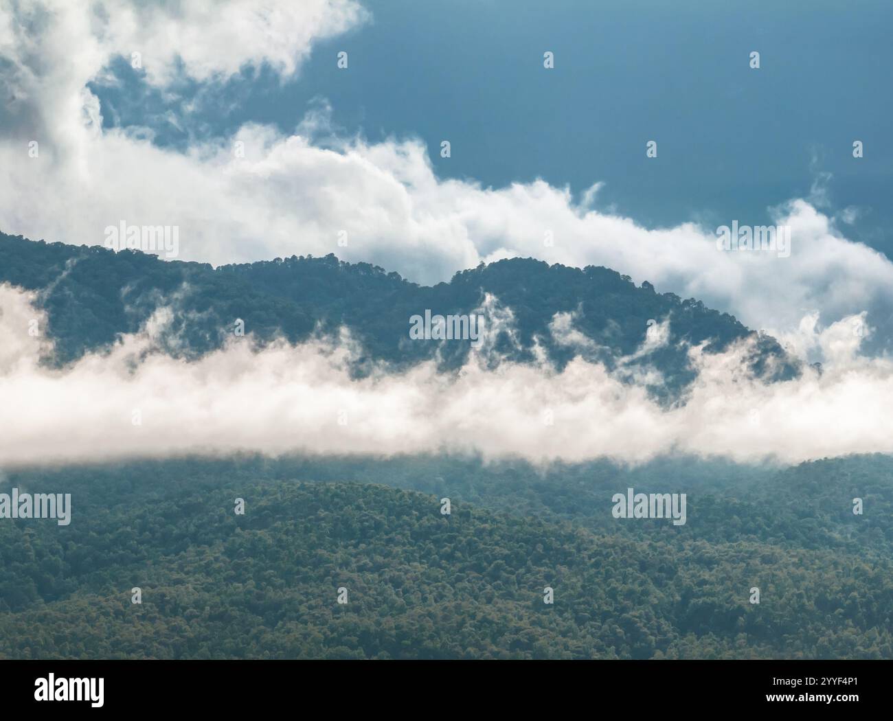 Tropical forests can absorb large amounts of carbon dioxide from the ...