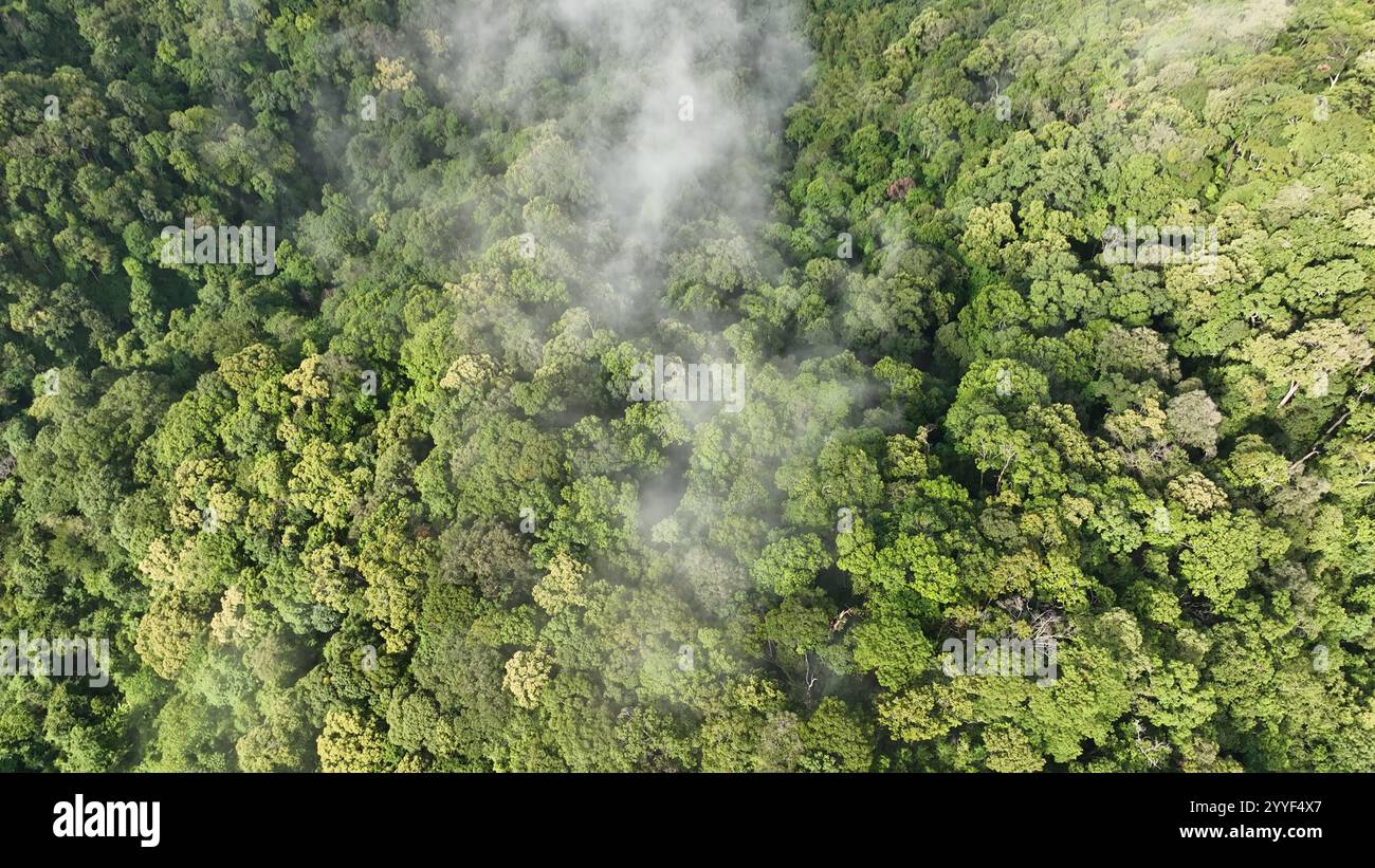 Tropical forests can absorb large amounts of carbon dioxide from the ...