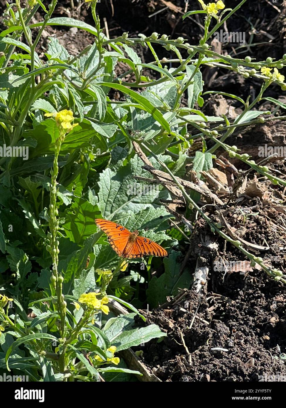Butterfly in grass - Smartphone Captured Stock Image