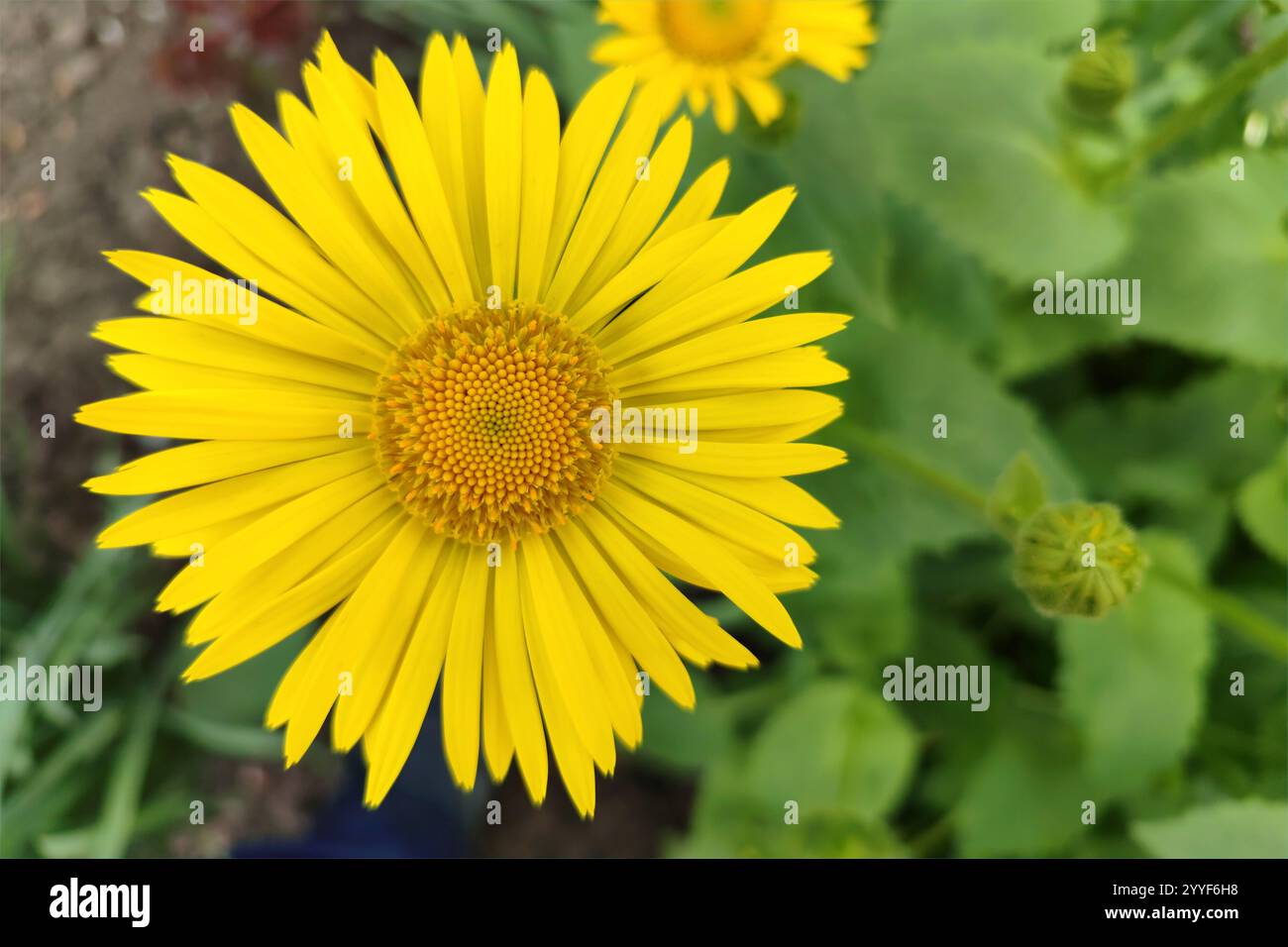Doronicus, yellow chamomile in the garden, bright and fresh flowers, close-up. Perennial plant belonging to the Asteraceae group. The flower has a lon Stock Photo
