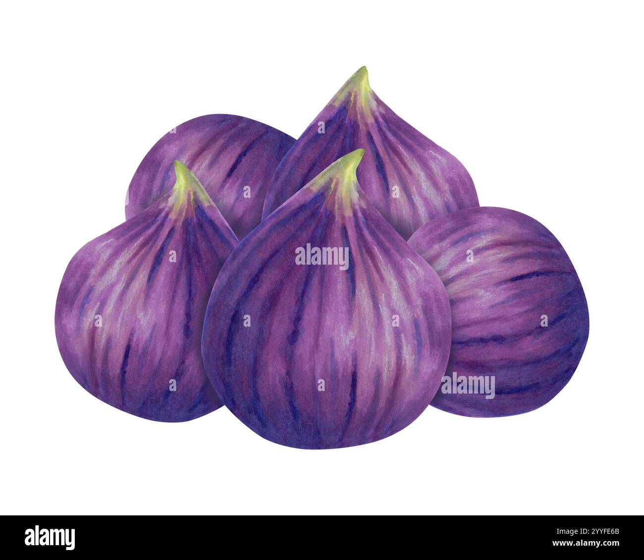 Composition of a handful with whole fruits of purple figs. Watercolor ...