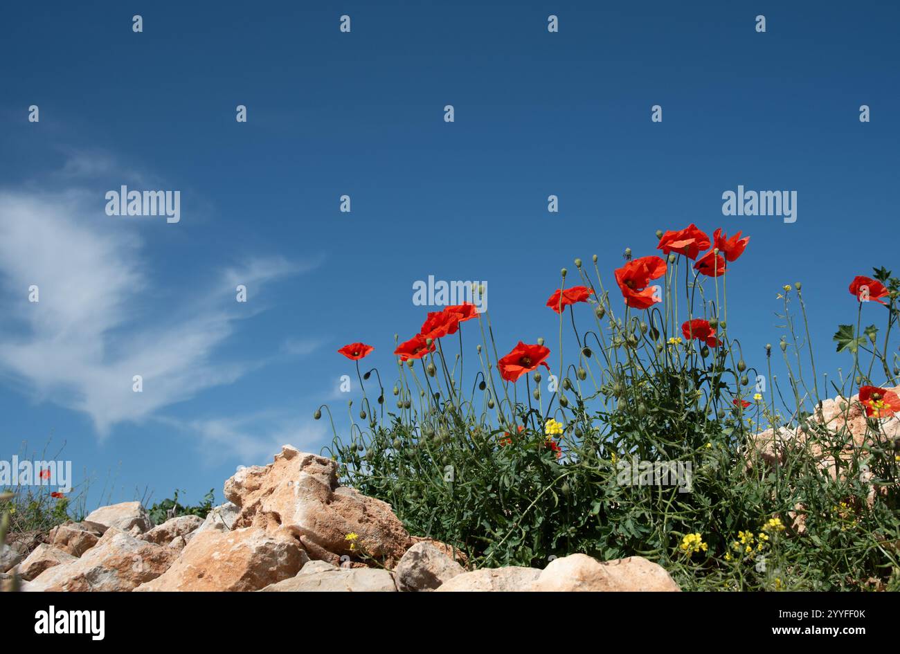 Meadow poppies under blue hi-res stock photography and images - Alamy