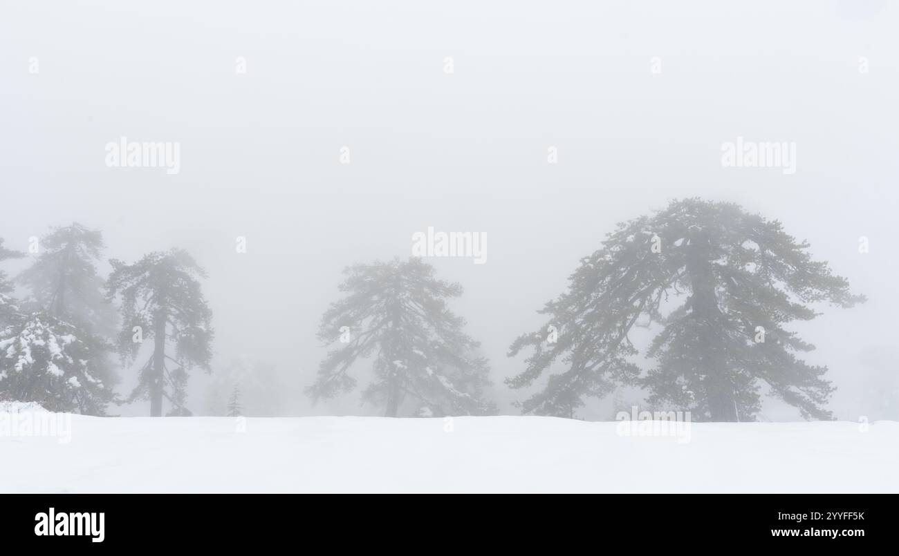 Mysterious pine trees emerging from thick fog in a snowy mountain landscape. Panoramic scenery of winter mountain Stock Photo