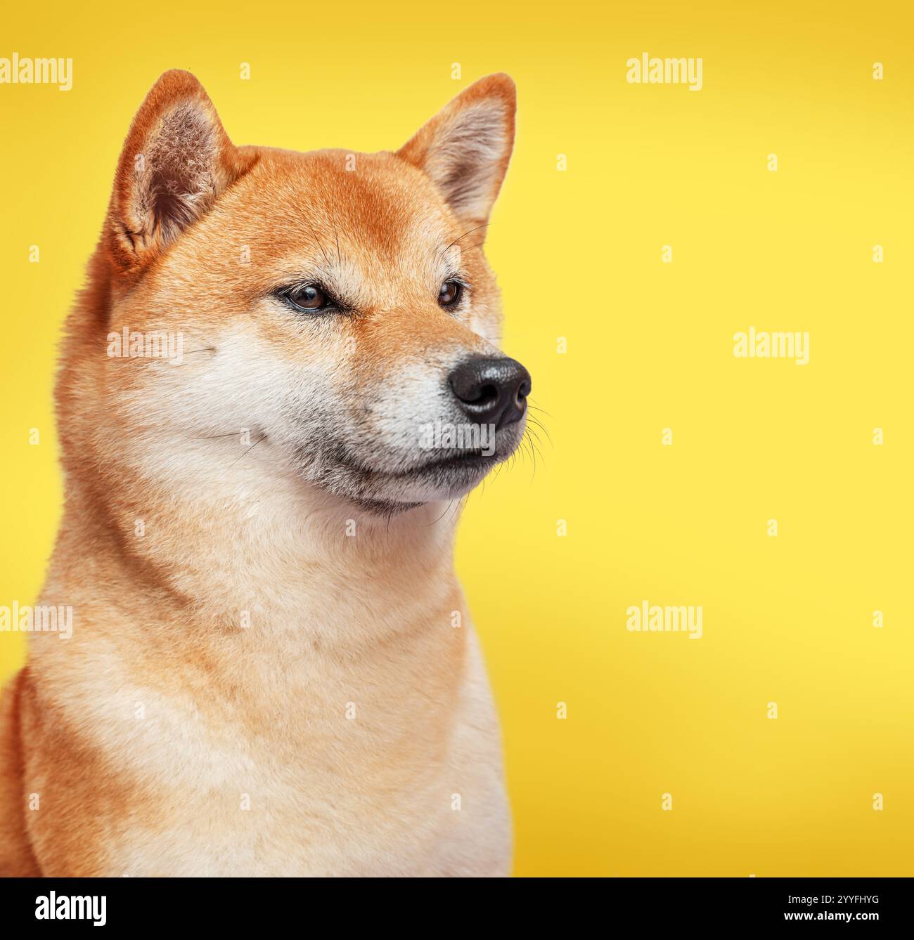 Animal cryptocurrency hi-res stock photography and images - Alamy