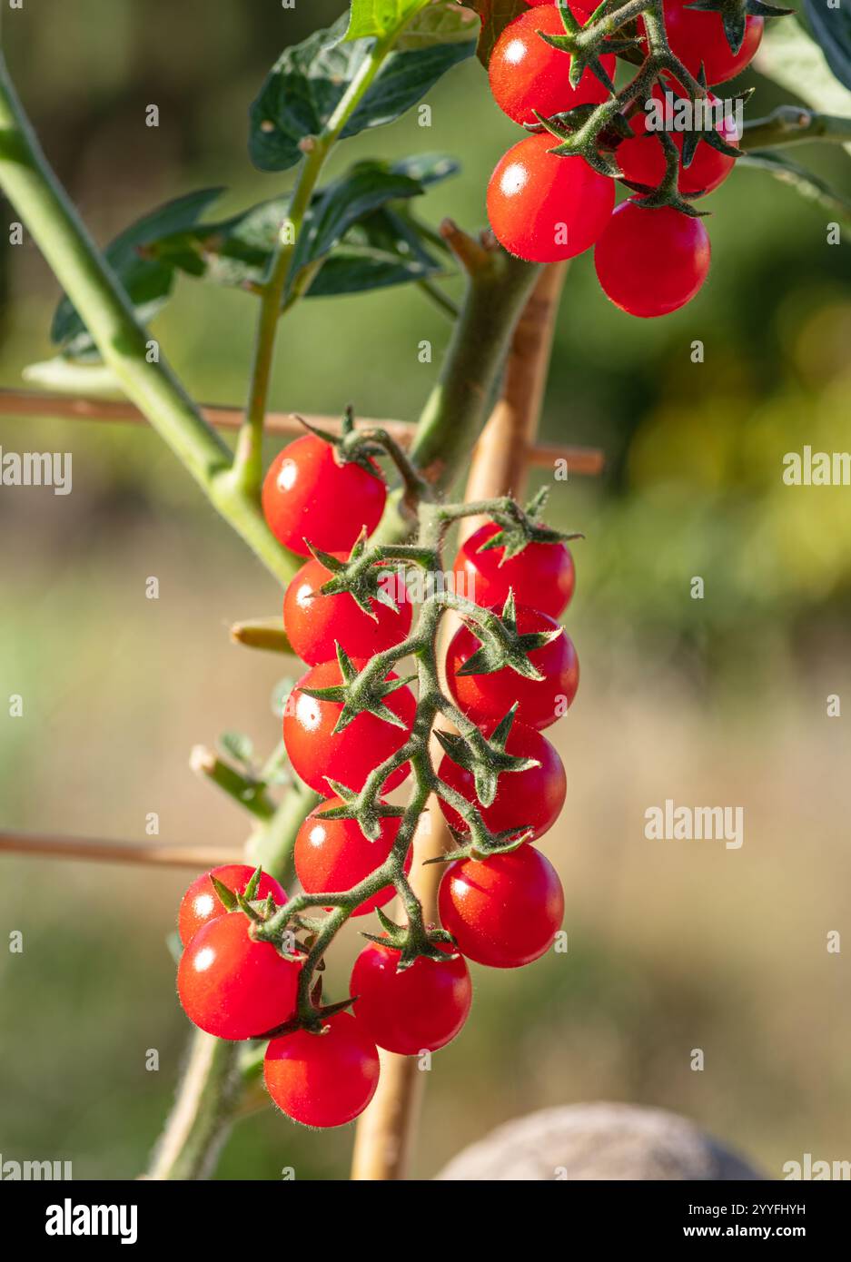 Cherry tomatoes on tomato plant close up. Vertical shot Stock Photo - Alamy