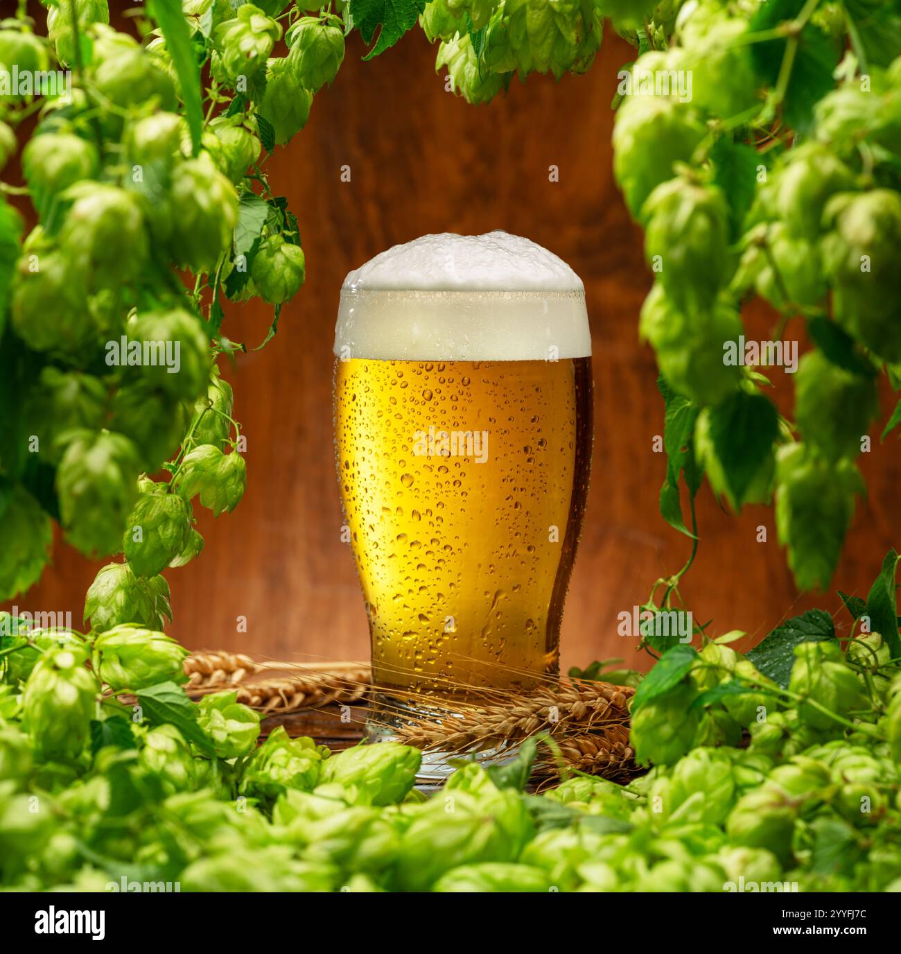 Glass of chilled light beer on wooden table and fresh green lush leaves ...