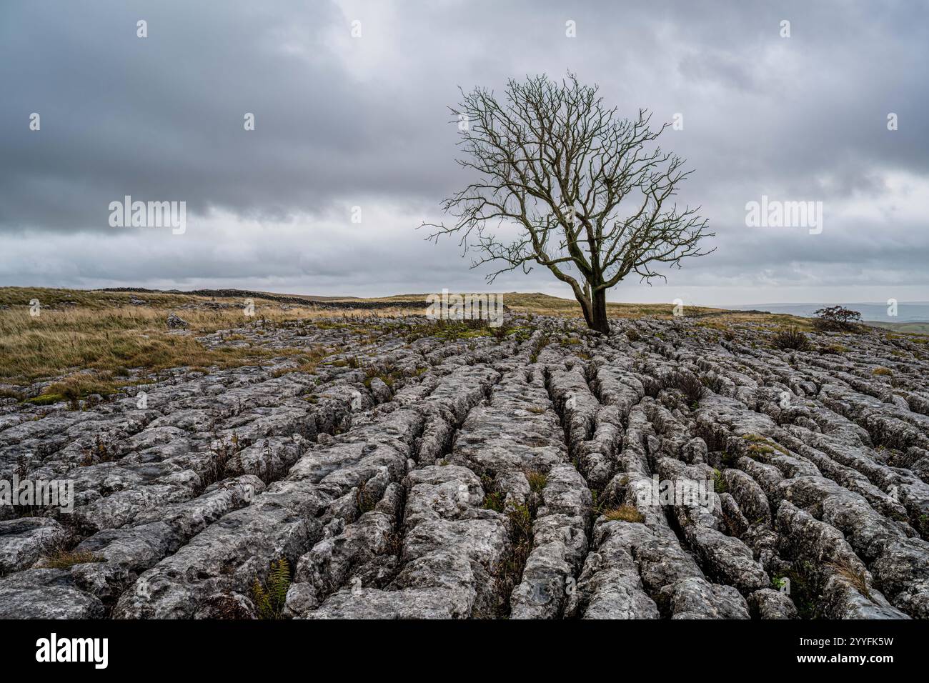 Lone Tree, Malham, Yorkshire Dales Stock Photo