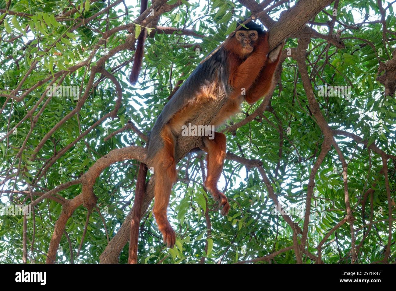 Red Colobus monkey relaxing Stock Photo - Alamy