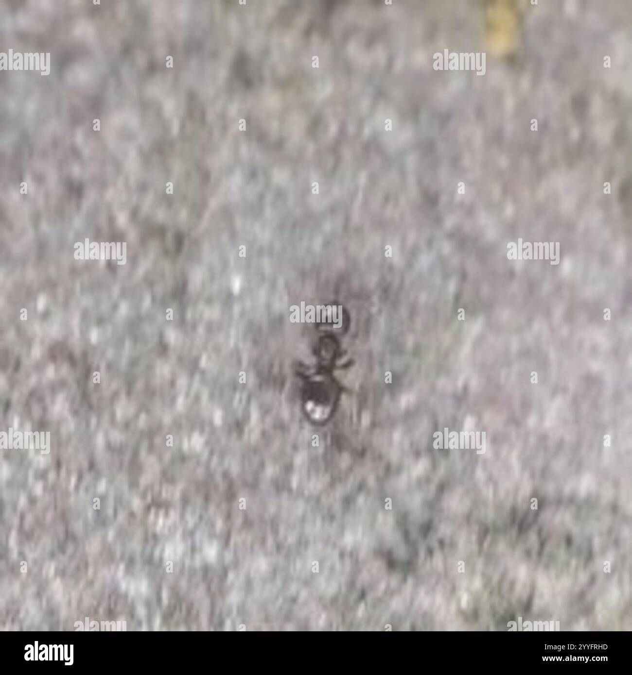 Dark Rover Ant Dark rover ant hi-res stock photography and images - Alamy
