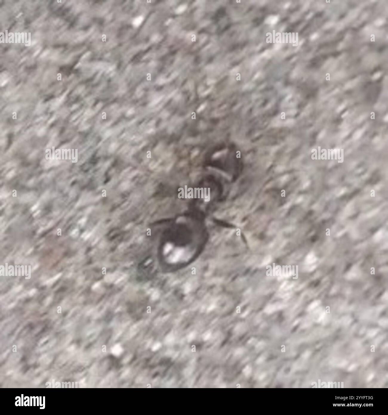 Dark Rover Ant Dark Rover Ant (Brachymyrmex patagonicus Stock Photo - Alamy