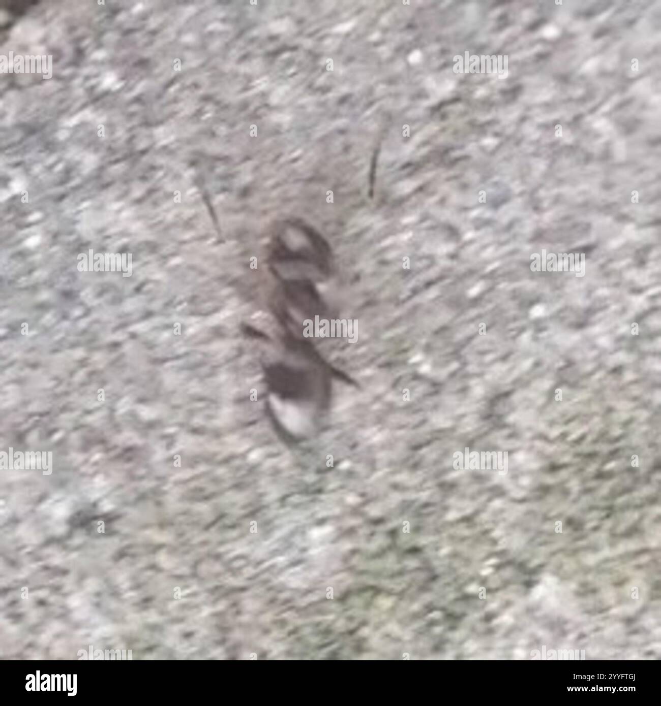 Dark Rover Ant Dark rover ant hi-res stock photography and images - Alamy