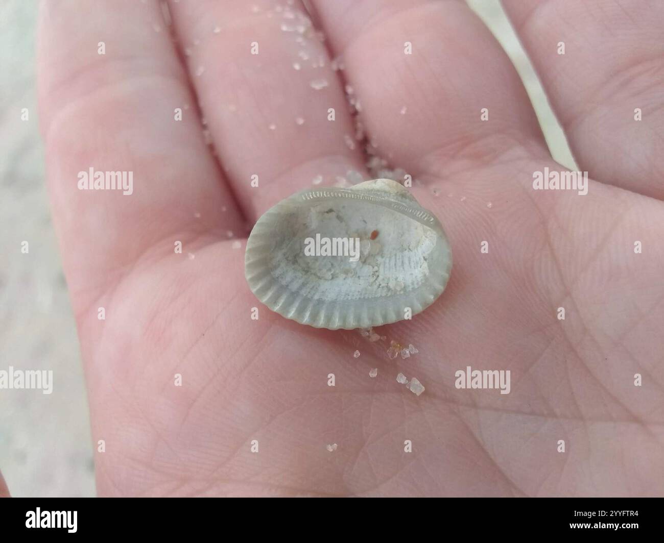 Transverse Ark (Anadara transversa Stock Photo Alamy