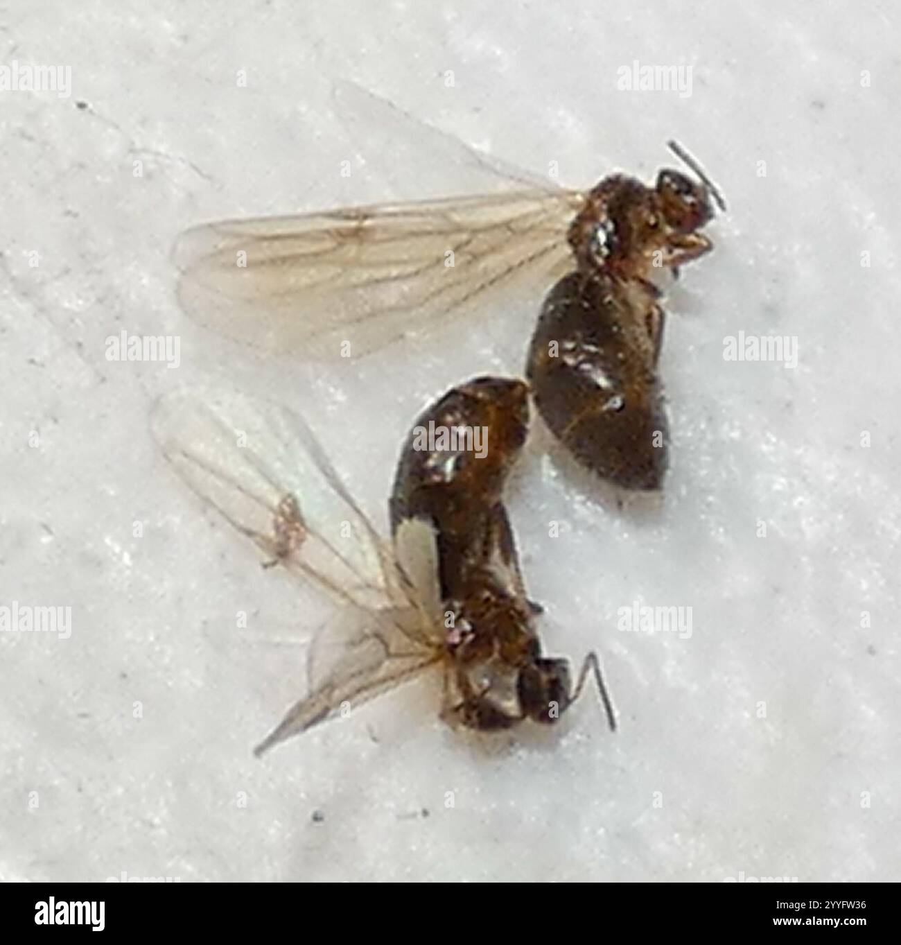Dark Rover Ant Brachymyrmex patagonicus hi-res stock photography and images - Alamy