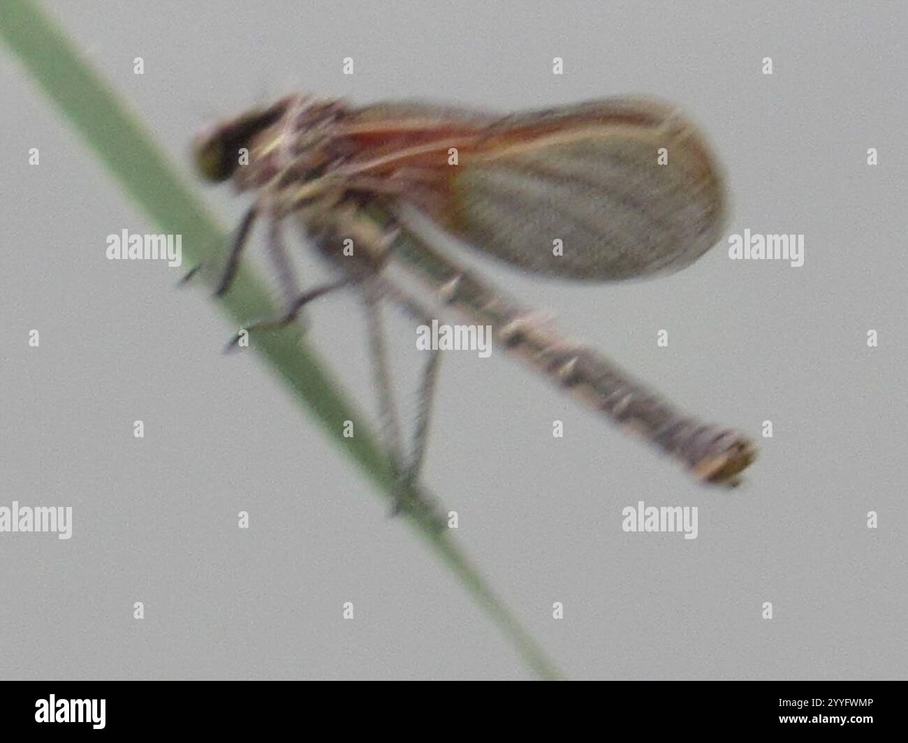 American rubyspot hi-res stock photography and images - Alamy