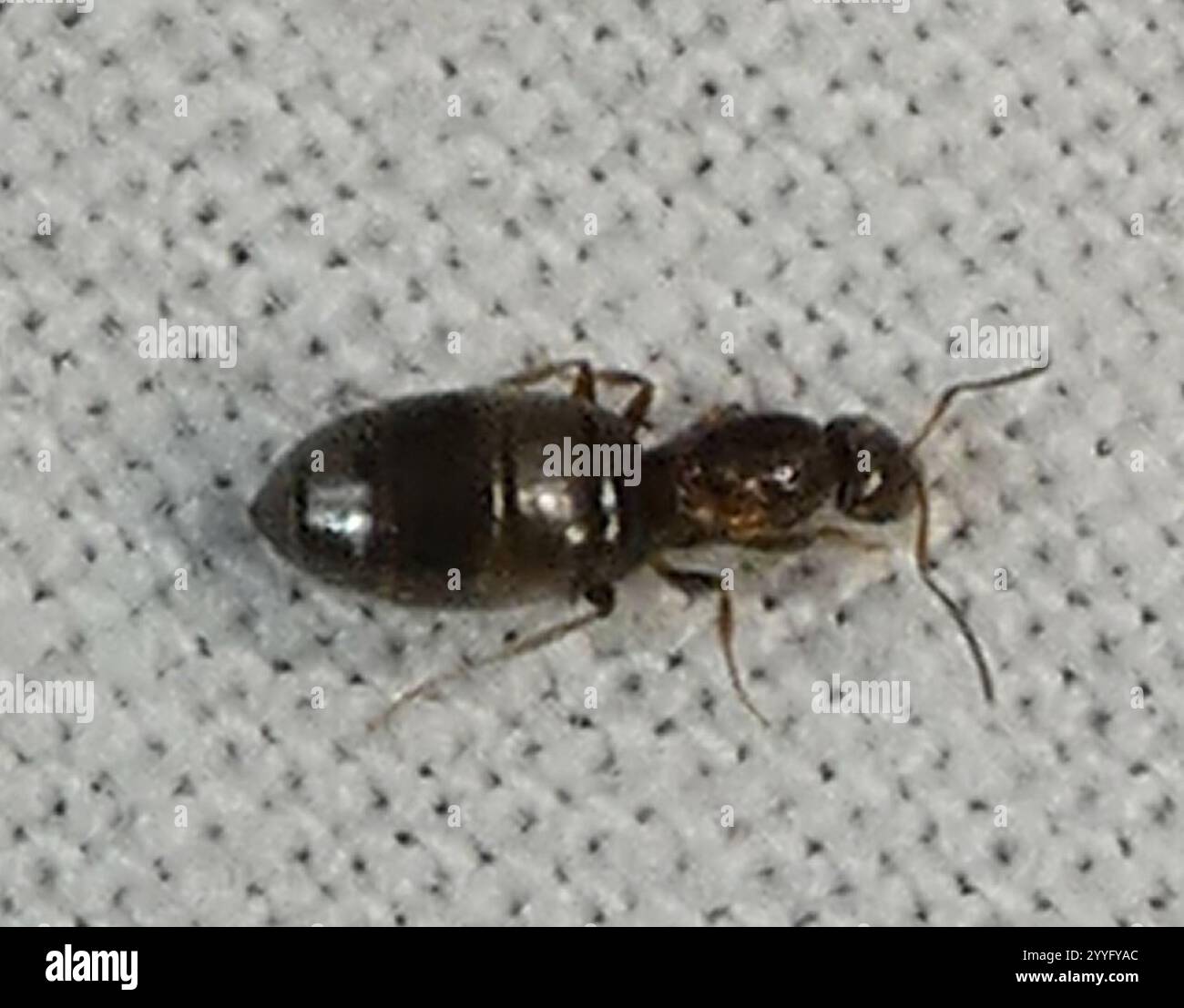 Dark Rover Ant Dark Rover Ant (Brachymyrmex patagonicus Stock Photo - Alamy