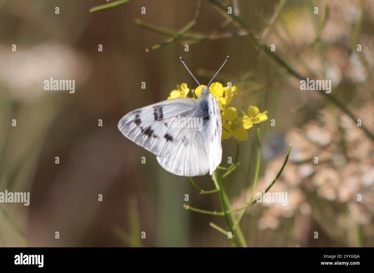 Western White (Pontia occidentalis Stock Photo - Alamy