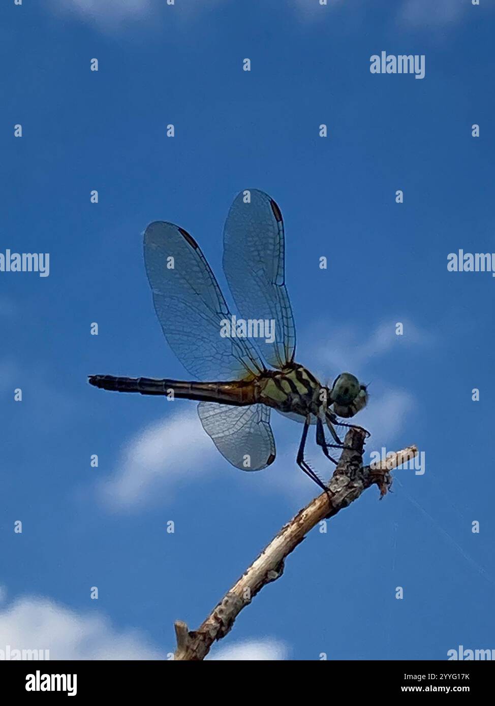 Blue Dasher (Pachydiplax longipennis Stock Photo - Alamy