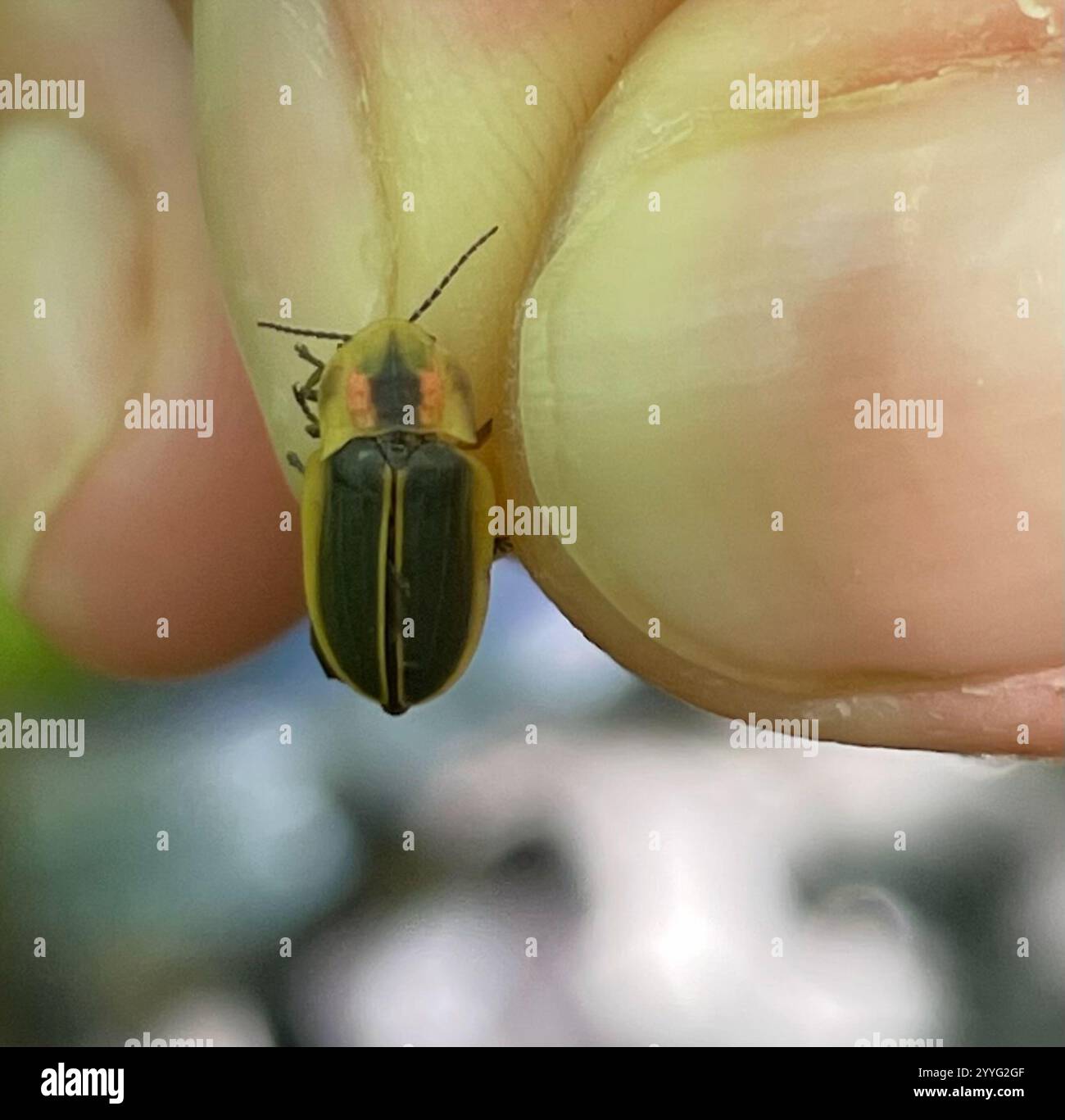 Say's firefly hi-res stock photography and images - Alamy