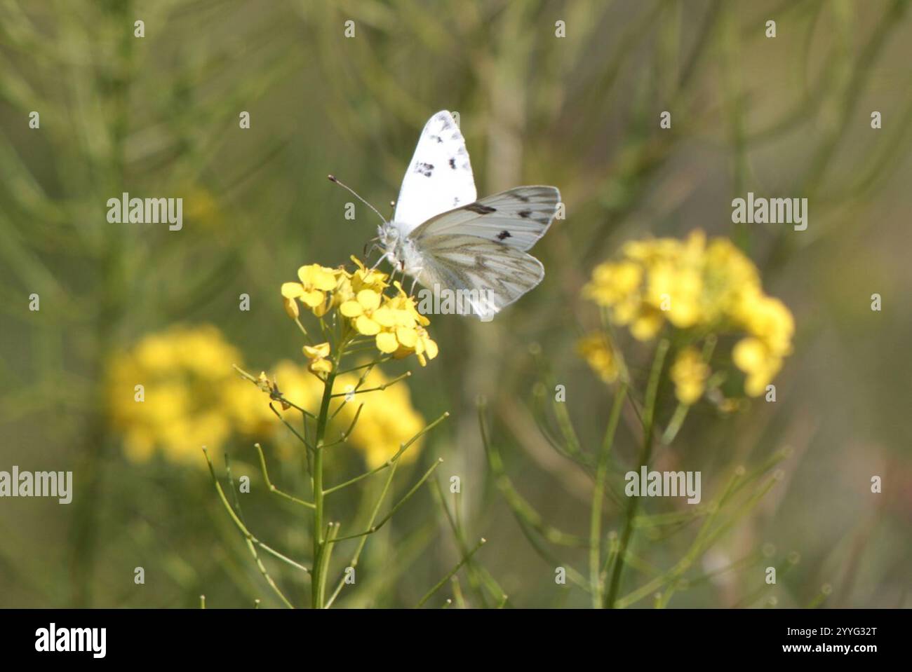 Western White (Pontia occidentalis Stock Photo - Alamy
