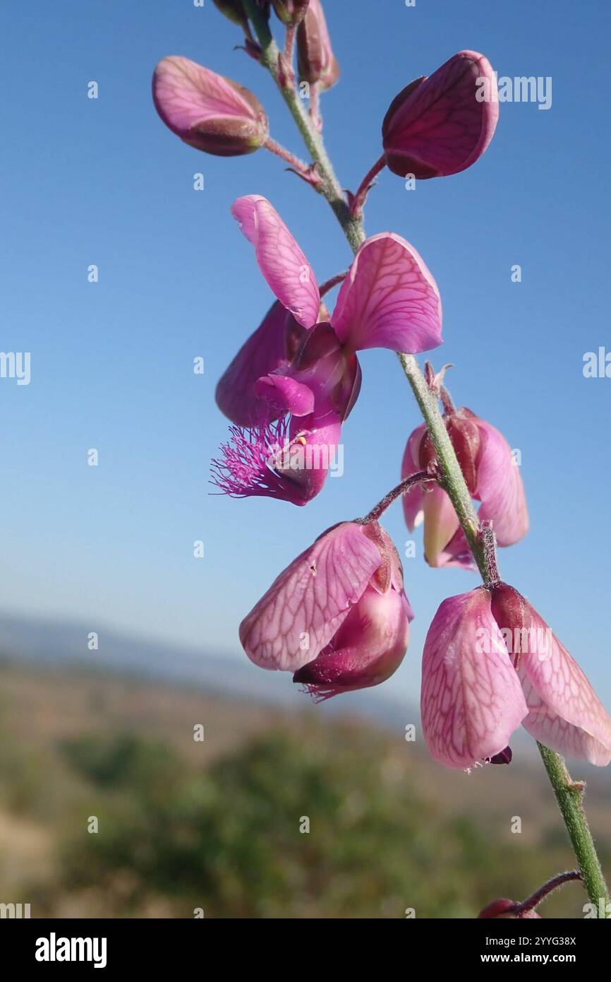 Common Purple Falsepea (Polygala virgata virgata Stock Photo - Alamy