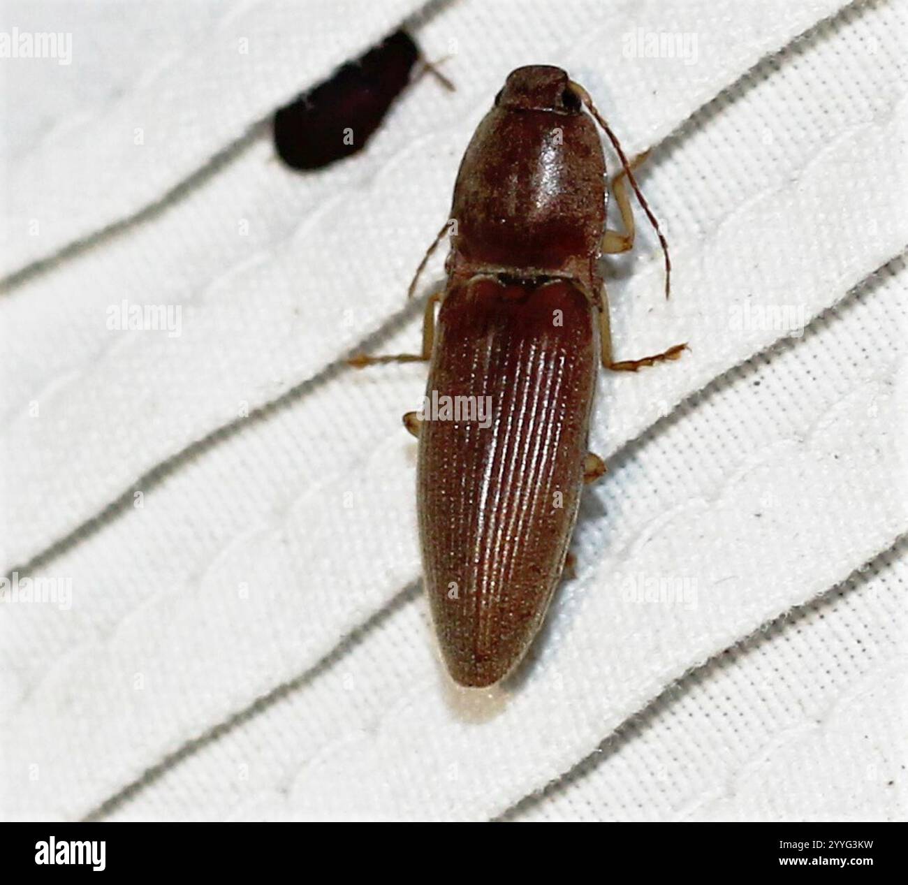 Monocrepidius hi-res stock photography and images - Alamy