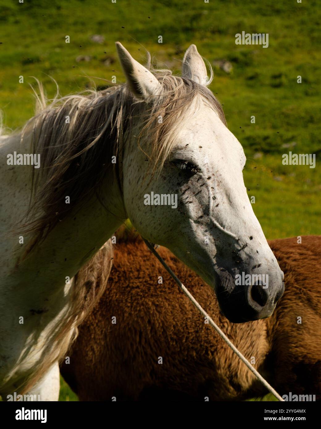 Albanian alps, Peaks of the Balkans trail Stock Photo - Alamy