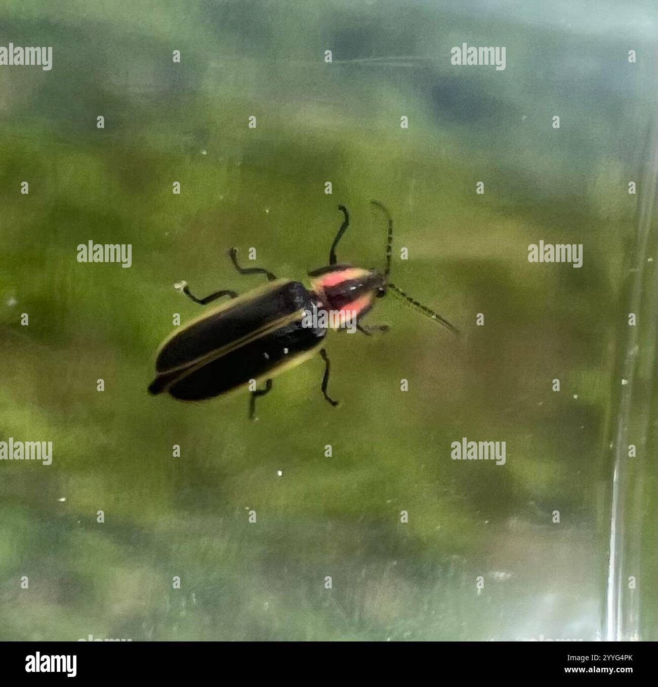 Pyractomena angulata hi-res stock photography and images - Alamy