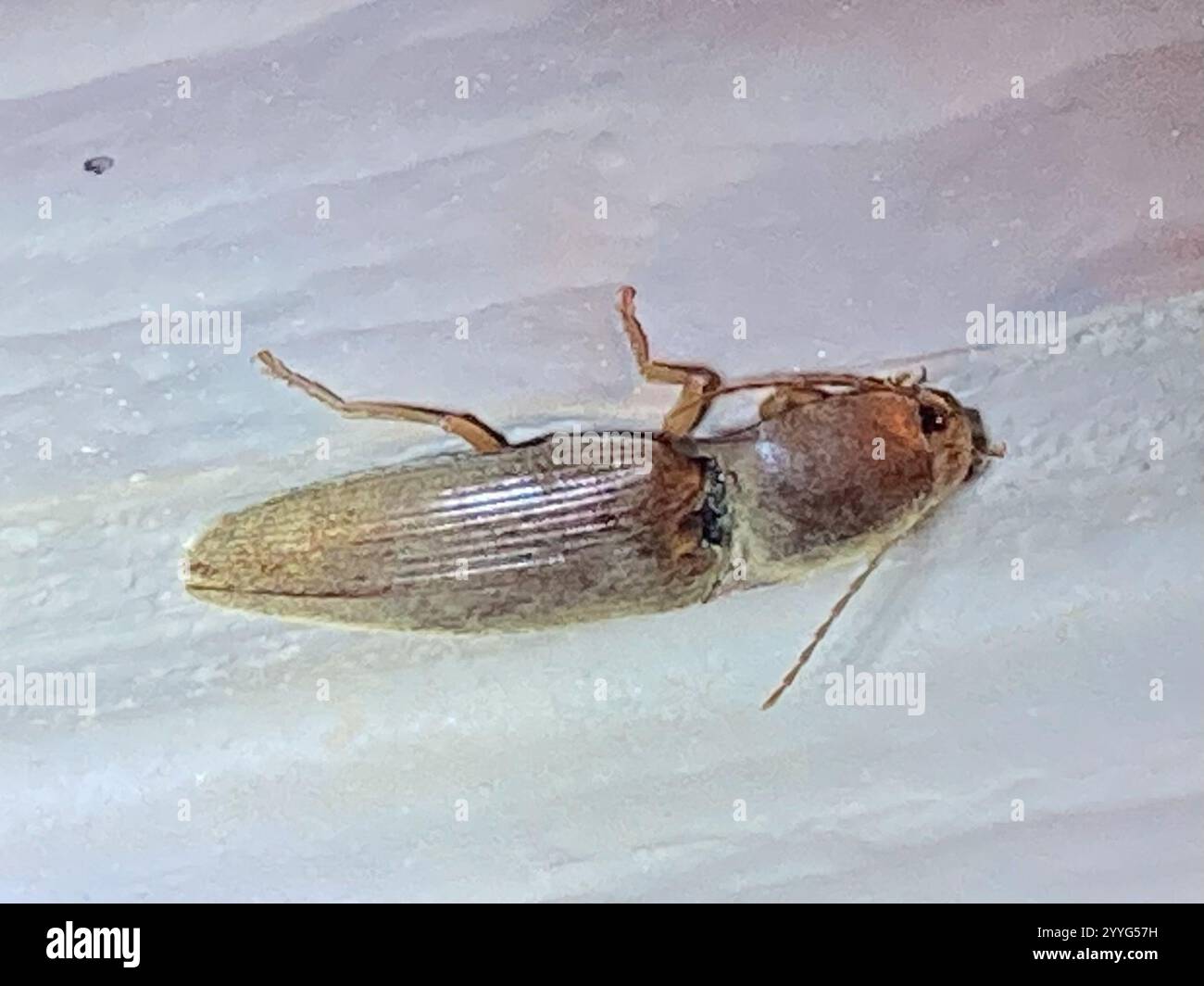 Monocrepidius hi-res stock photography and images - Alamy