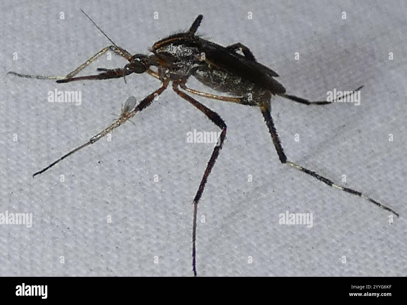 Gallonapper Gallinipper hi-res stock photography and images - Alamy