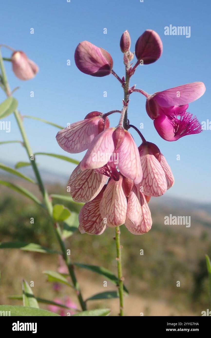 Common Purple Falsepea (Polygala virgata virgata Stock Photo - Alamy