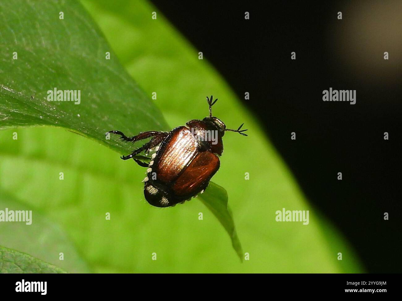 Japanese Beetle (Popillia japonica Stock Photo - Alamy