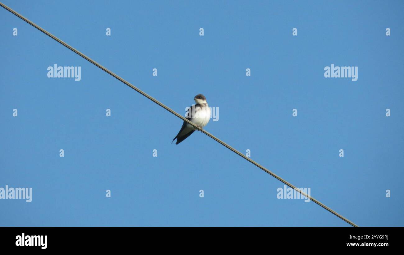 Bank Swallow (Riparia riparia Stock Photo - Alamy